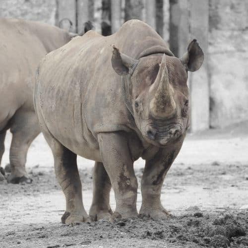 “Gray Rhinos”